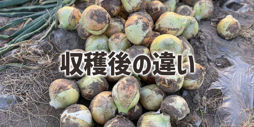 新玉ねぎと玉ねぎのいちばん大きな違い