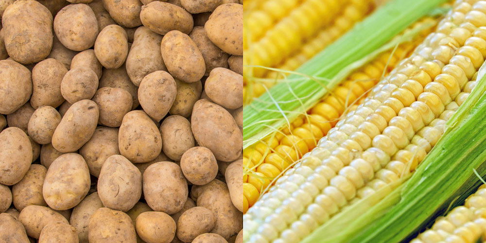 片栗粉とコーンスターチとの違いは何？