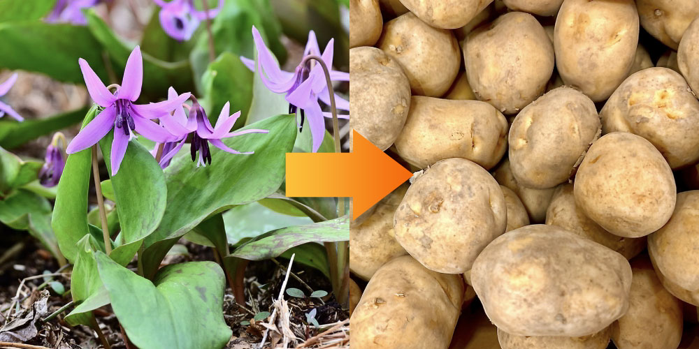 片栗粉はジャガイモのでんぷんが主流