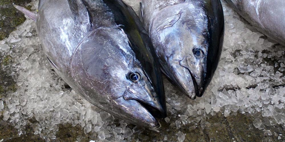 回転寿司で本マグロとミナミマグロは使わていない？