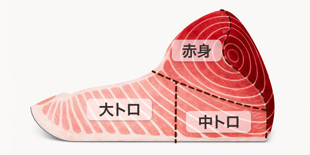 マグロの身質ガイド｜赤身・中トロ・大トロの違い