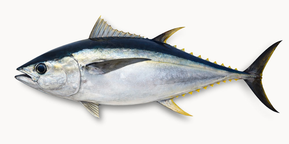 メバチマグロが主流な理由