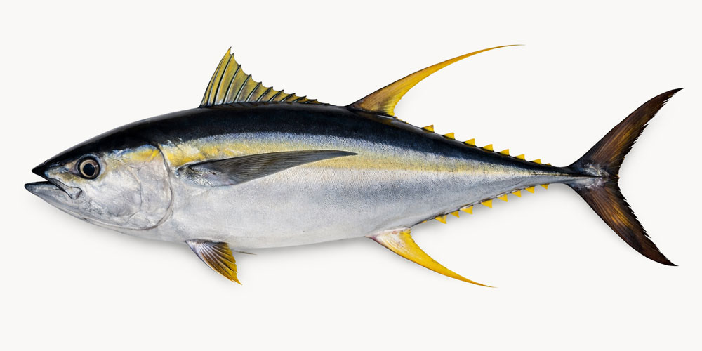 キハダマグロが使われるケース