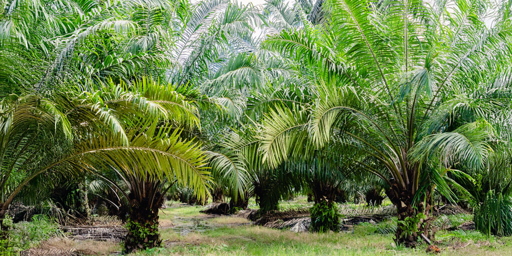 ホイップクリームは植物性油脂や添加物を含む