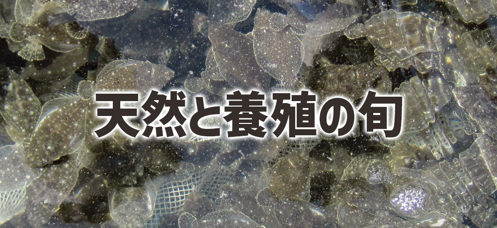 天然ヒラメと養殖ヒラメでは旬が違う？