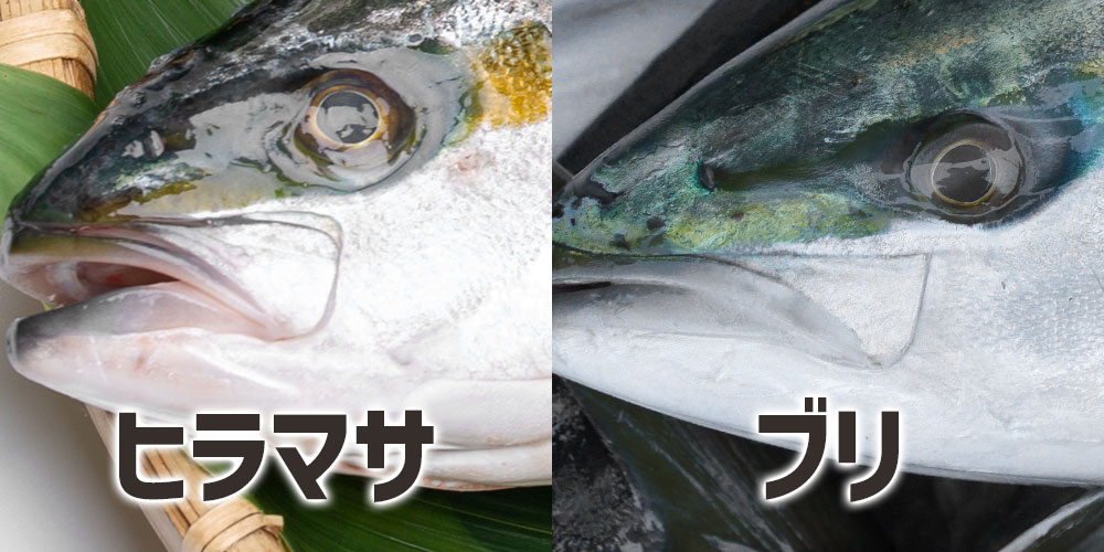 ヒラマサとブリの口角（口元）の違い