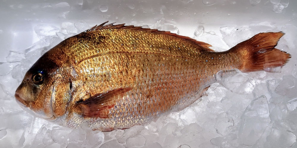 天然と養殖で変わる真鯛の値段