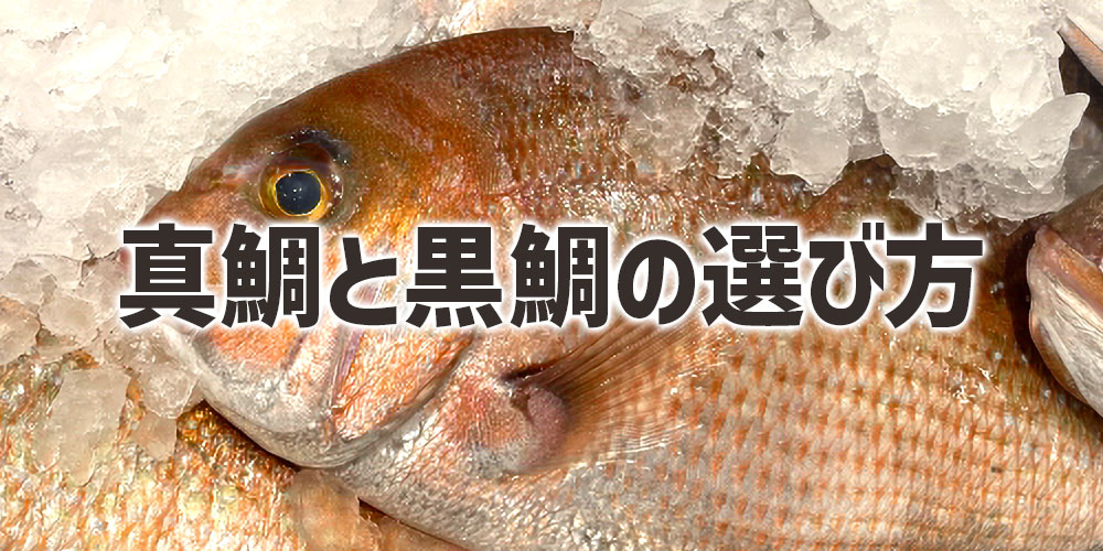 新鮮な真鯛と黒鯛の選び方