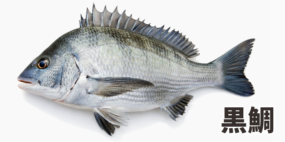 黒鯛