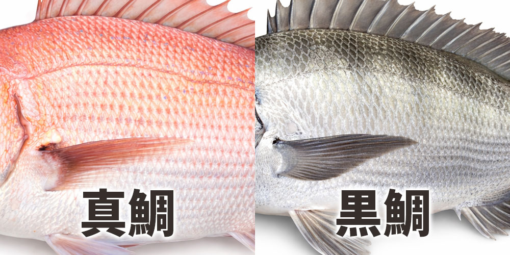 真鯛と黒鯛の体色の違い