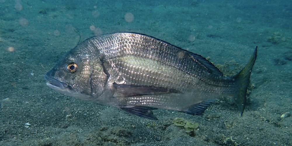 プランクトンが多すぎる閉鎖的な湾内や、生活排水の影響を受ける場所に居着いた個体