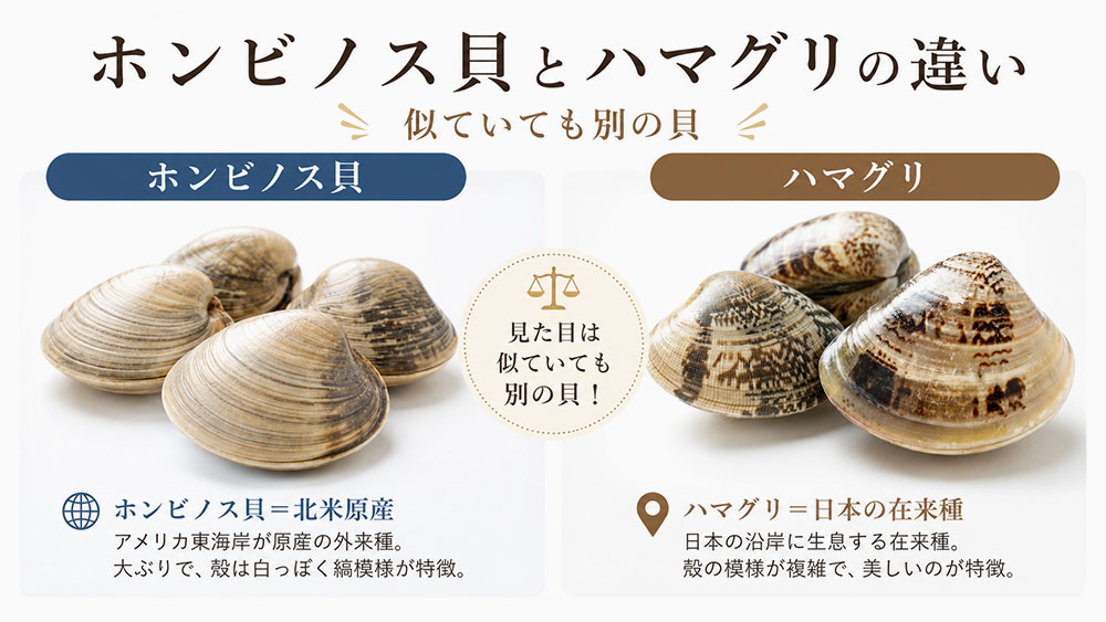 ホンビノス貝とハマグリの違い