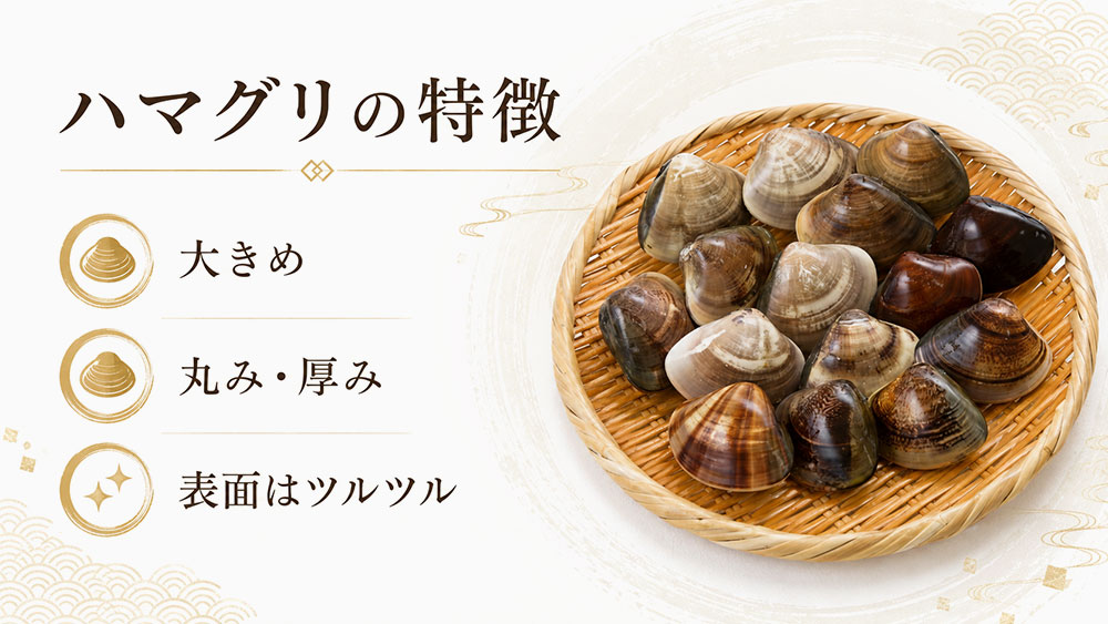 ハマグリは大きめで丸みがあり、殻がツルツルしやすい