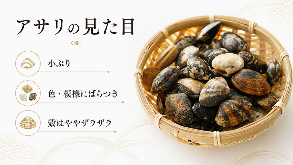 アサリは小ぶりで模様が多く、殻がザラザラしやすい