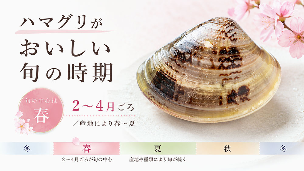 ハマグリがおいしい旬の時期