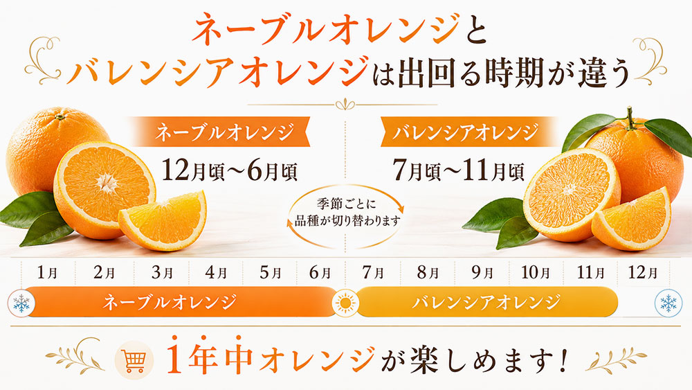 ネーブルオレンジとバレンシアオレンジは出回る時期が違う