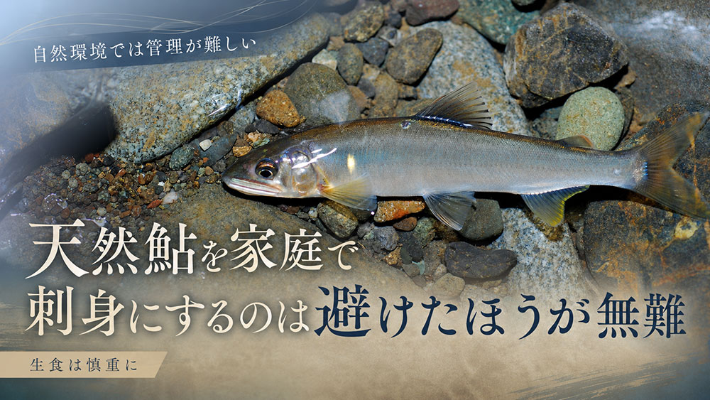天然鮎を家庭で刺身にするのは避けたほうが無難