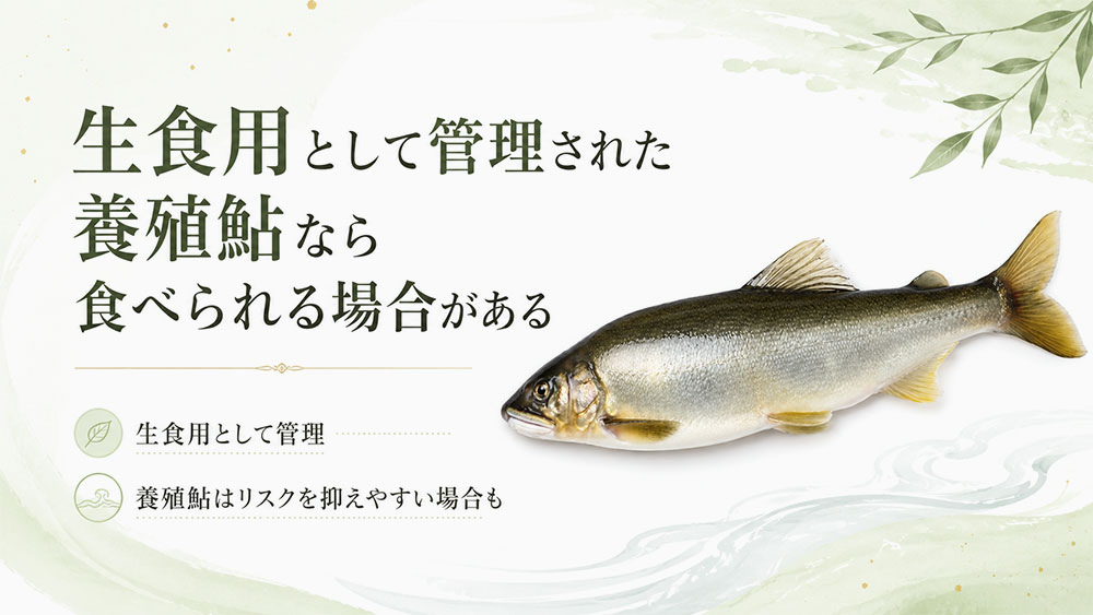 生食用として管理された養殖鮎なら食べられる場合がある