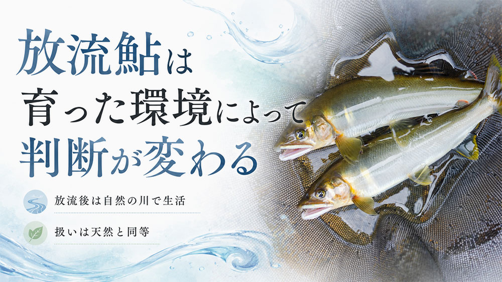 放流鮎は育った環境によって判断が変わる