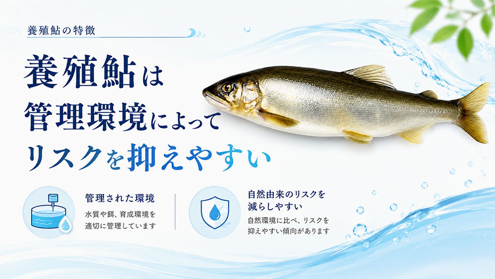 養殖鮎は管理環境によってリスクを抑えやすい