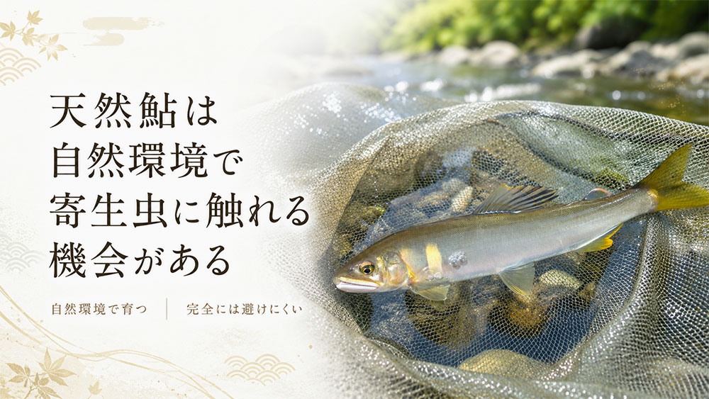 天然鮎は自然環境で寄生虫に触れる機会がある