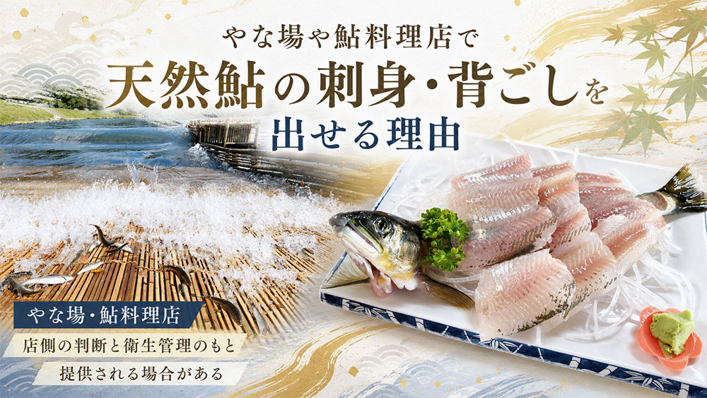 やな場や鮎料理店で天然鮎の刺身・背ごしを出せる理由