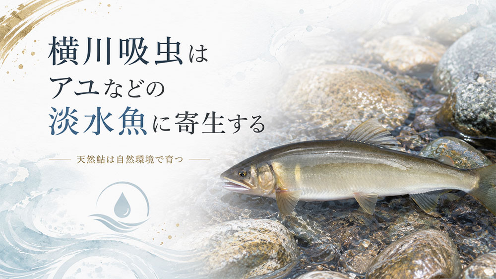 横川吸虫はアユなどの淡水魚に寄生する
