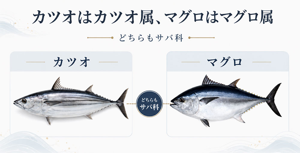 カツオはカツオ属、マグロはマグロ属に分類される