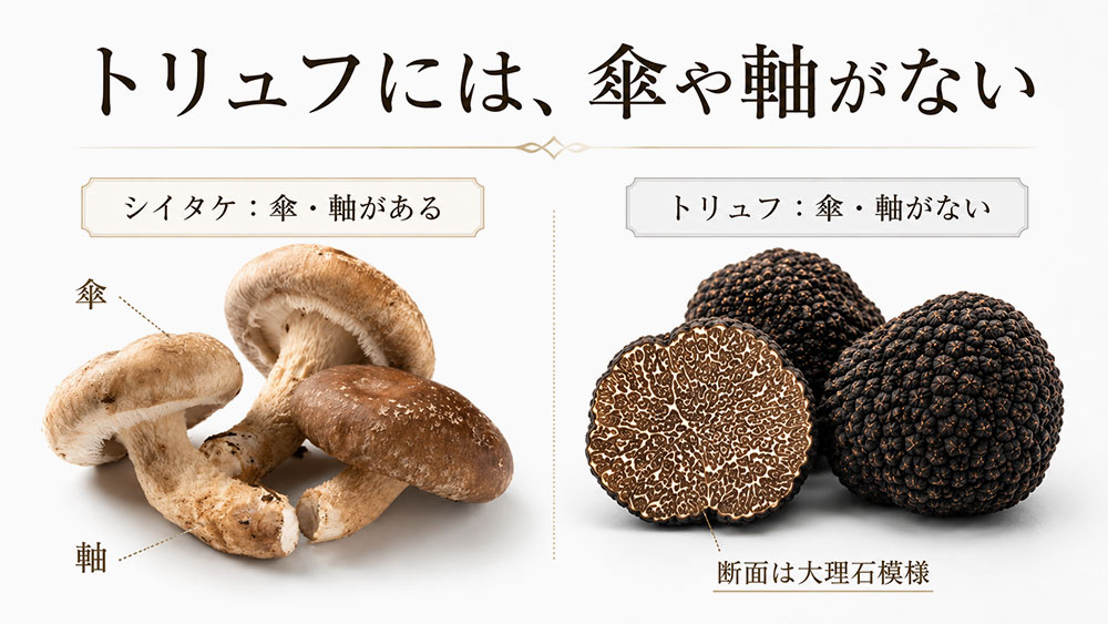 トリュフの外見には、一般的なキノコのような傘や軸がありません。