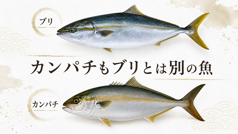 カンパチもブリとは別の魚