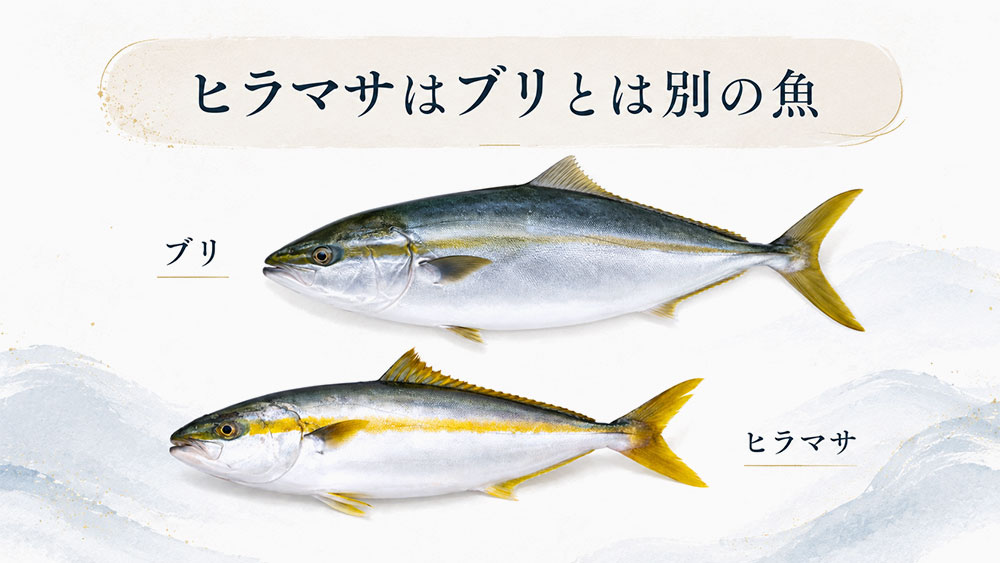 ヒラマサはブリとは別の魚