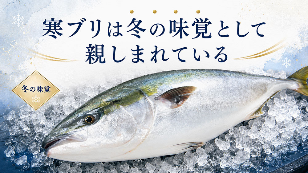 寒ブリは冬の味覚として親しまれている