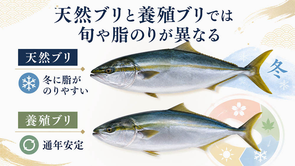 天然ブリと養殖ブリでは旬や脂のりが異なる