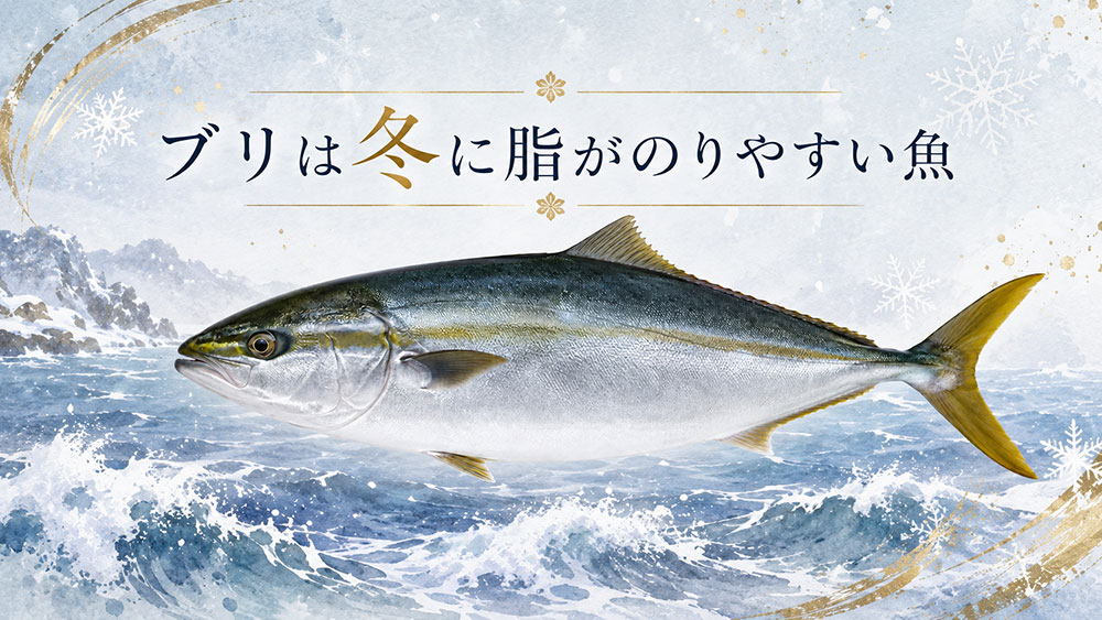 ブリは冬に脂がのりやすい魚