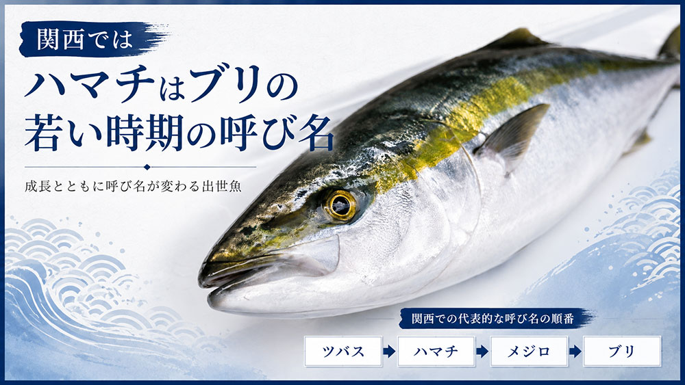 関西ではハマチはブリの若い時期の呼び名