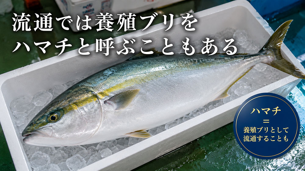 流通では養殖ブリをハマチと呼ぶこともある