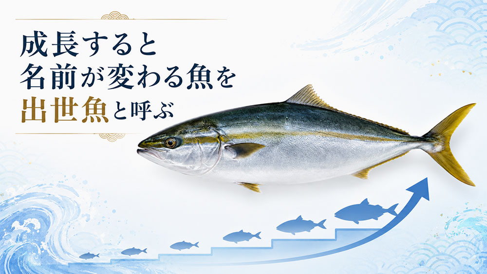 成長すると名前が変わる魚を出世魚と呼ぶ