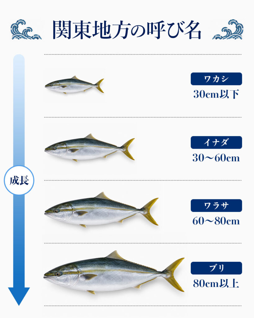 関東での呼び名はワカシ・イナダ・ワラサ・ブリ