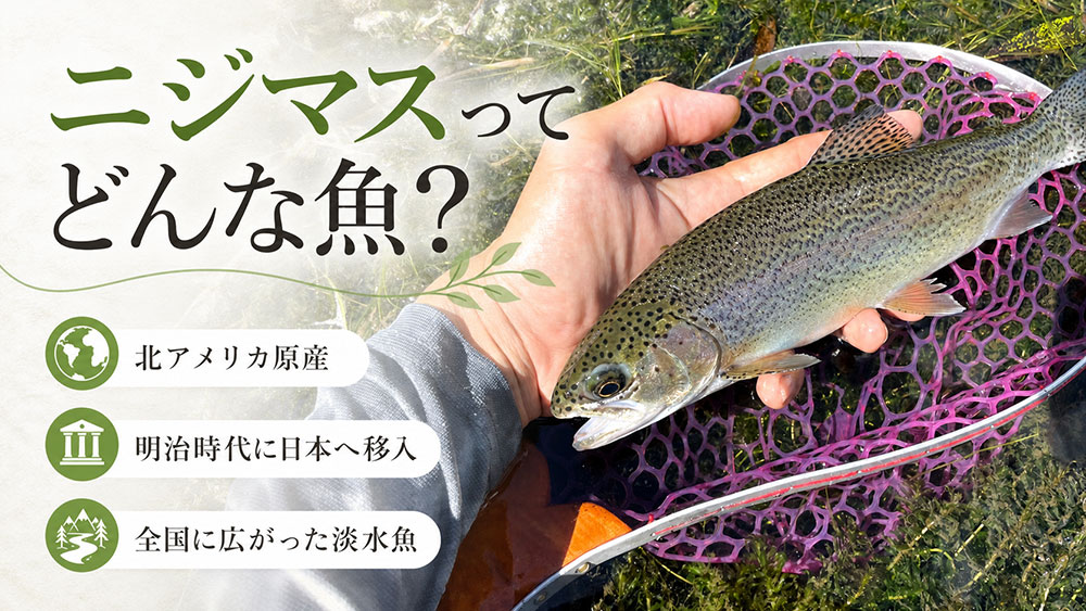 ニジマスってどんな魚？
