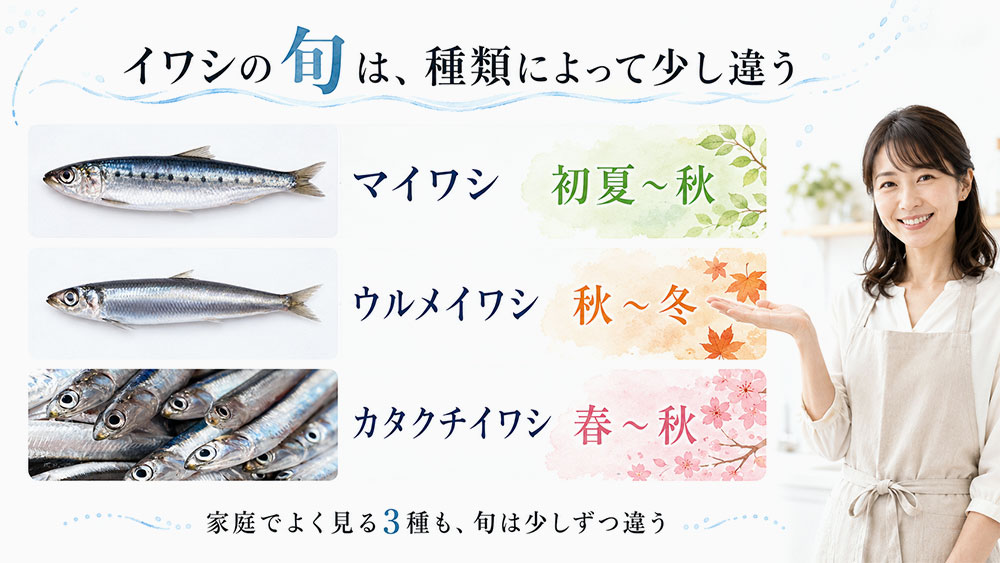 イワシの種類別に見る旬の時期