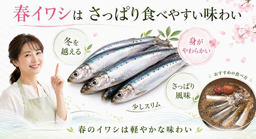 春イワシはさっぱり食べやすい味わい