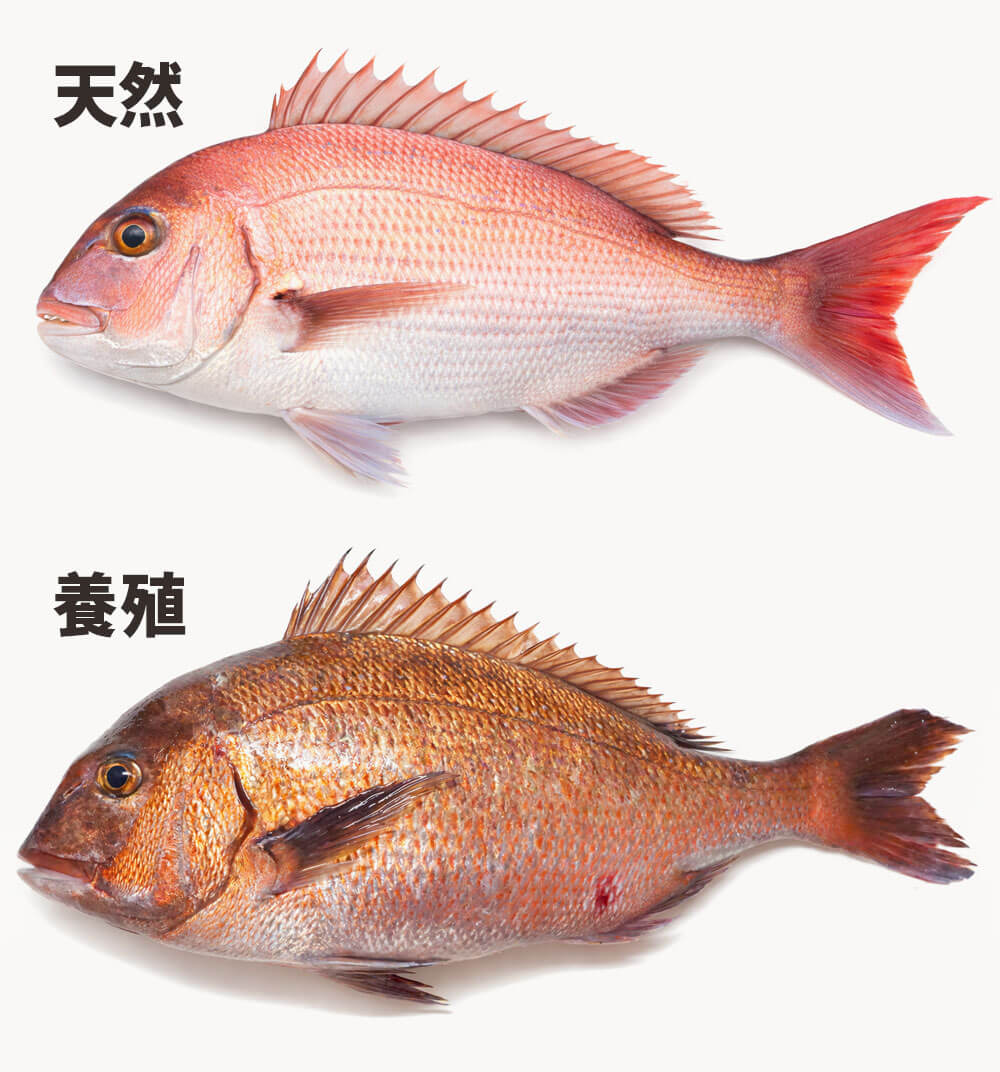 天然鯛と養殖鯛の見分け方と特徴を徹底解説!それぞれの魅力と選び方|食ノート